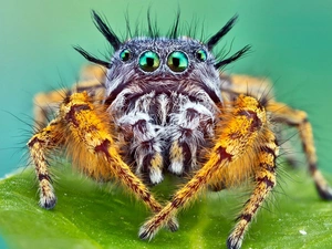 Eyes, Spider, Zebra Jumper