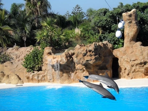 dolphins, rocks, water, jumps