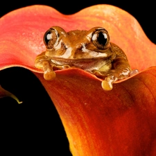 strange frog, Flower, Kalia