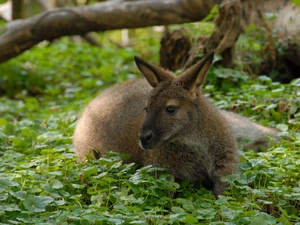 kangaroo