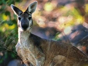 kangaroo
