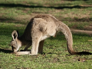 kangaroo