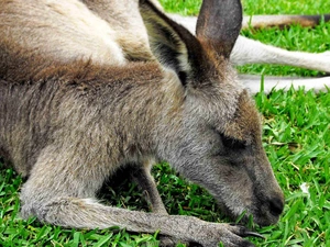 kangaroo