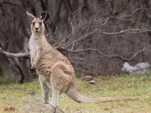 kangaroo