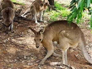 kangaroo, Australia