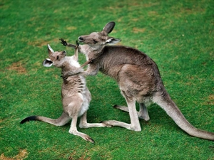 grass, Two cars, kangaroo