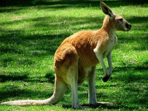kangaroo, Meadow