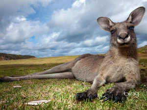 kangaroo, Meadow