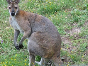 kangaroo, Meadow