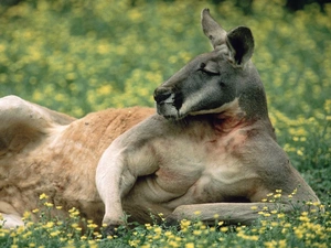 kangaroo, resting