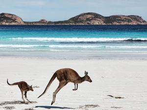 kangaroo, sea
