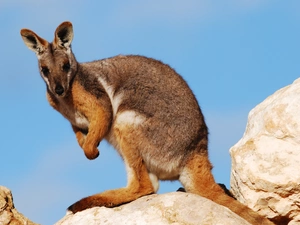 kangaroo, Stones