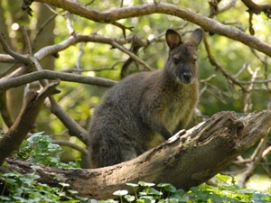 kangaroo, trees