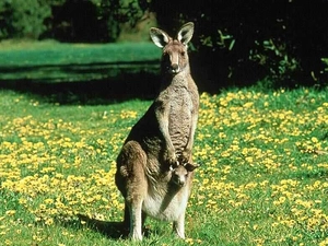 kangaroo