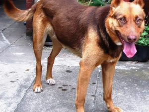 Brown, Australian Shepherd - Kelpie