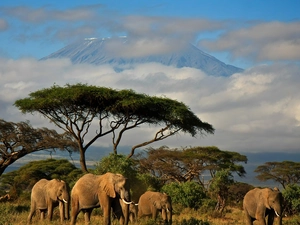Kenya, Family, elephants