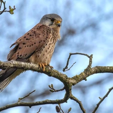 branch pics, Bird, kestrel