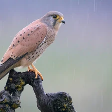 branch, Bird, Common Kestrel