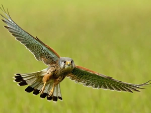 kestrel, flight