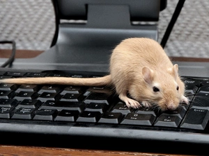 keyboard, rat