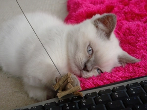 keyboard, cat, toy