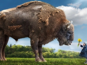 Bison, Flowers, grass, Kid