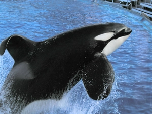 Pool, jump, whale killer