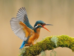 kingfisher