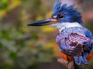 kingfisher