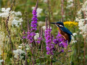kingfisher, Meadow, Bird