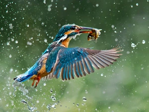 kingfisher, fish
