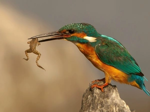 kingfisher, frog