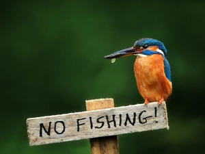 kingfisher, text