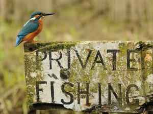 kingfisher, text