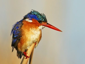 kingfisher