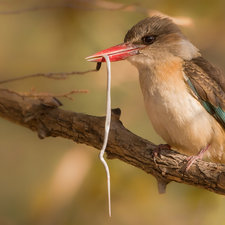 small, Snake, Tree Kingfishers, branch, Bird