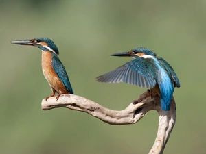 branch, background, birds, kingfishers, Two cars