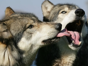 Kiss, wolves, Languages