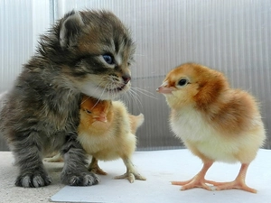 kitten, Chicks