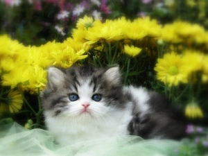 kitten, Flowers