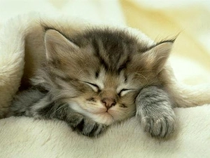 kitten, sleepy, fluffy
