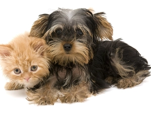 ginger, doggy, York, kitten