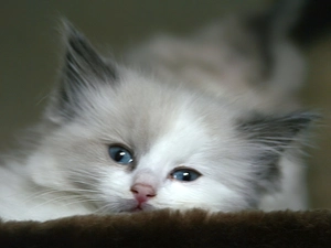 kitten, white, Gray