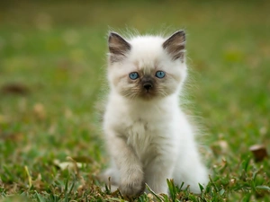 honeyed, siamese, Meadow, kitten