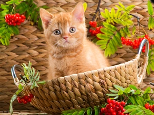 honeyed, basket, Plant, kitten