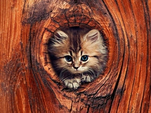Little, hollow, trees, kitten