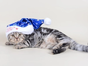 lying, Blue, Bonnet, kitten