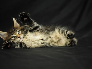 kitten, small, lying