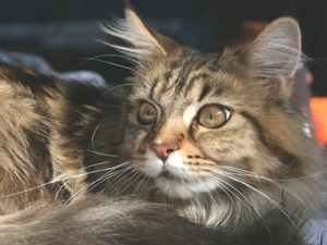 lying, kitten, Maine Coon, Gray