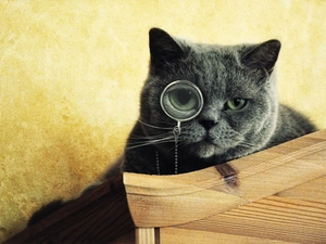 kitten, monocle